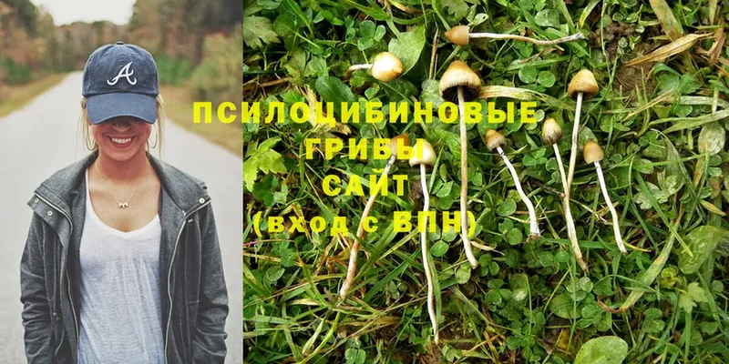 Псилоцибиновые грибы Psilocybe  MEGA как войти  Кашин 